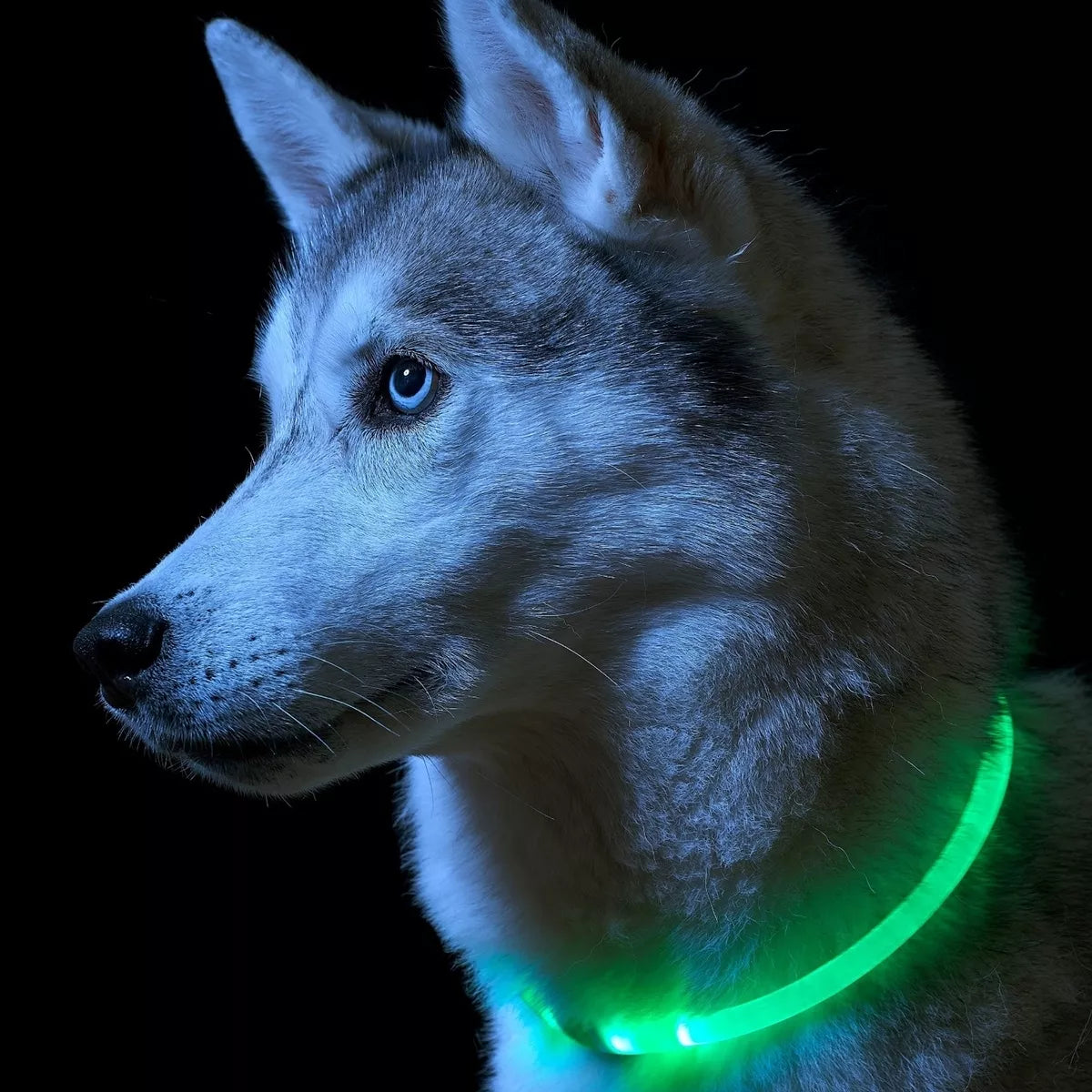 LED blikající obojek (žaluďa)